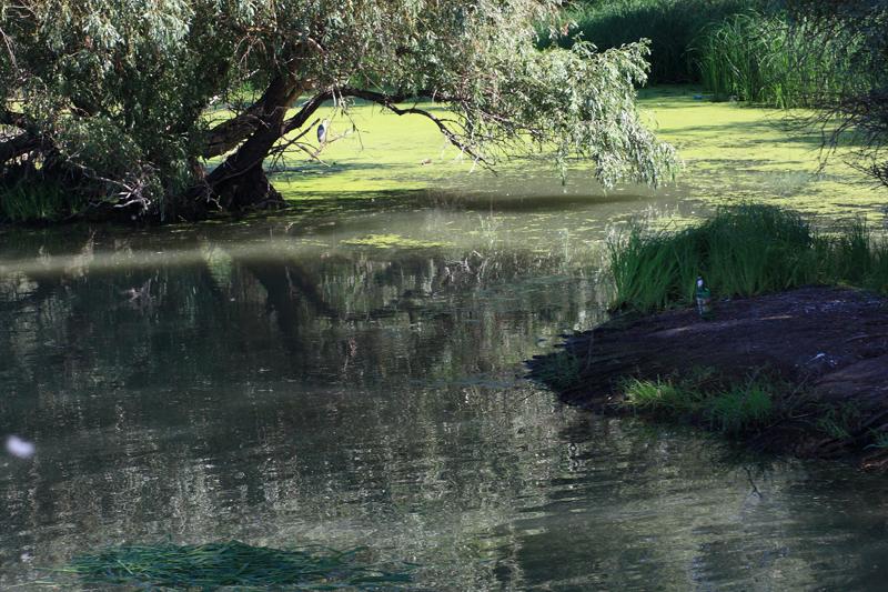 286-Delta del Danubio,7 agosto 2011.JPG